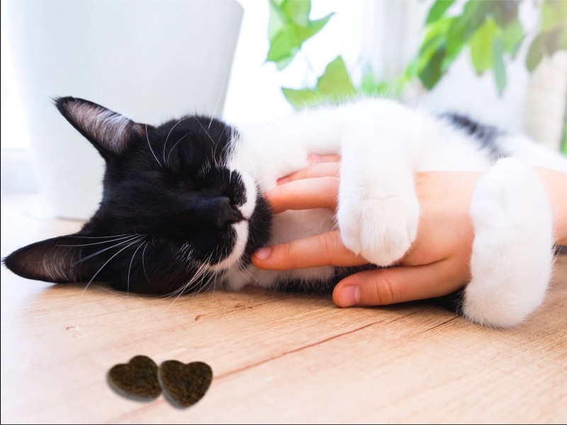 Picture for category Cat Training